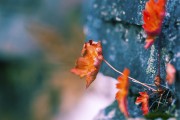 世界登山青年导师生态保护长期项目获社会企业资助，世界登山协会